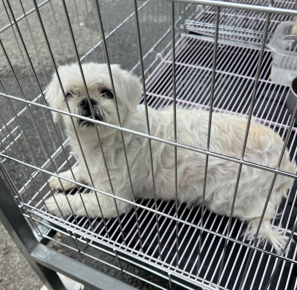 부산동물보호센터_426326202300185